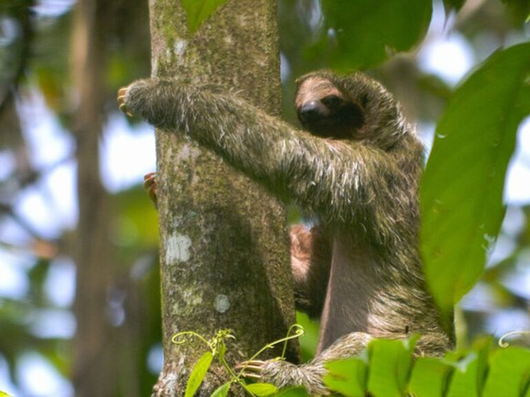 Sloth Watching Tour