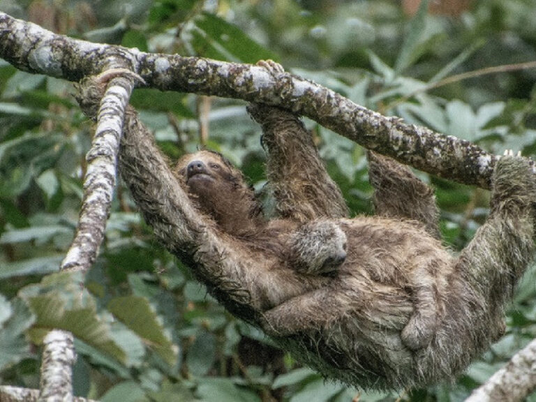 Sloth Watching Tour