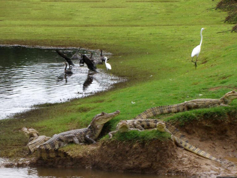 Tour Natural Caño Negro